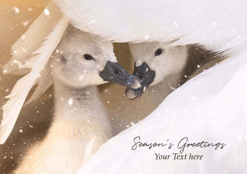 Snowy Swanlings Personalised Christmas Card - Front Personalisation