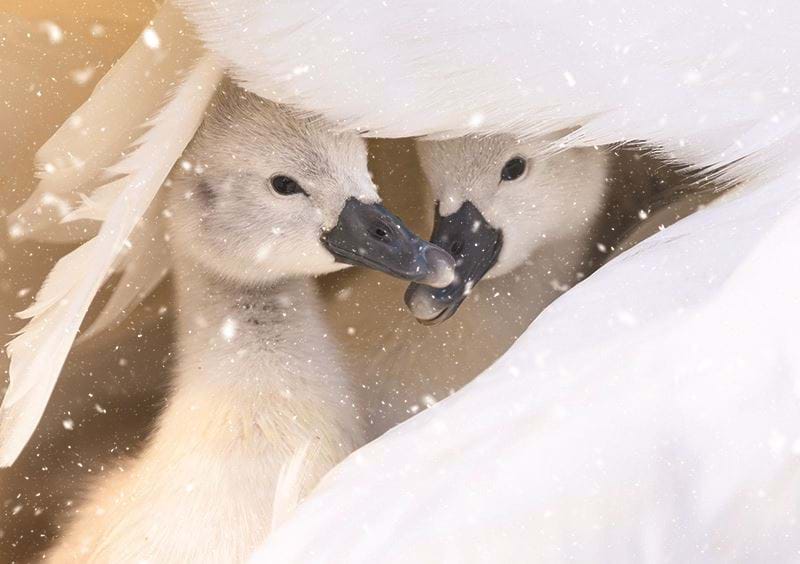 Snowy Swanlings Personalised Christmas Card