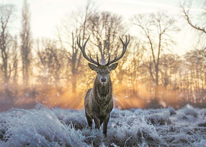 Stag at Sunrise Personalised Christmas Card