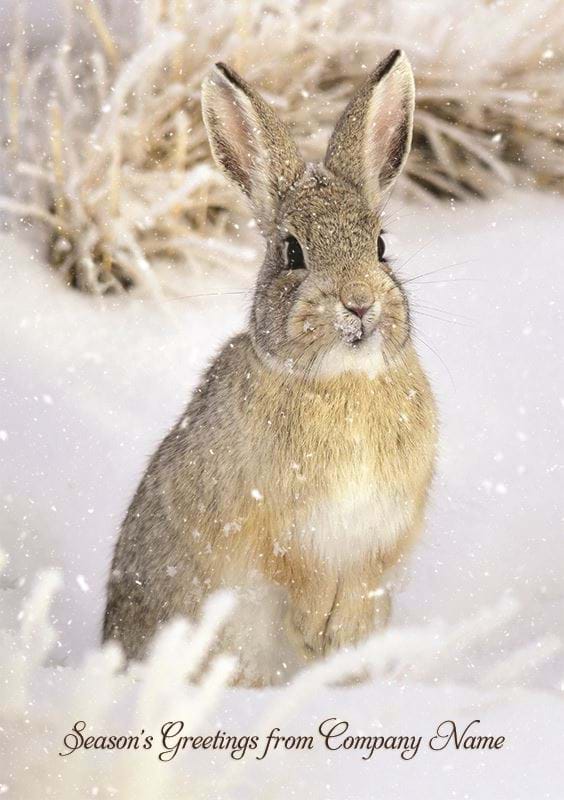 Winter Hare Personalised Christmas Card - Front Personalisation