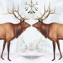 American Elk Christmas Card Pack (5)