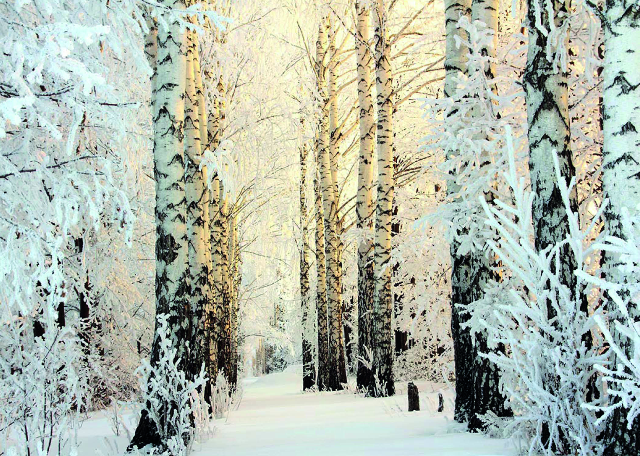 Frozen Birch Woods MSF Christmas Pack (10)