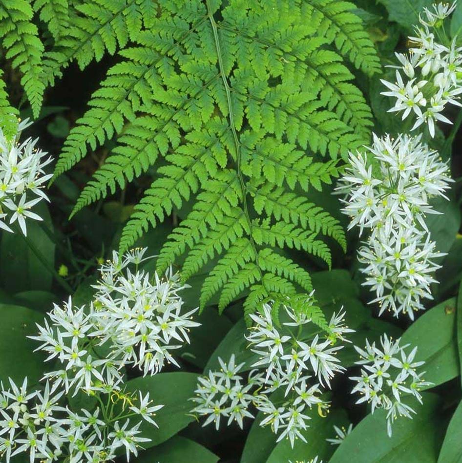 Ferns and Wild Garlic Greeting Card