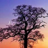 Oak Tree and Crescent Moon Greeting Card