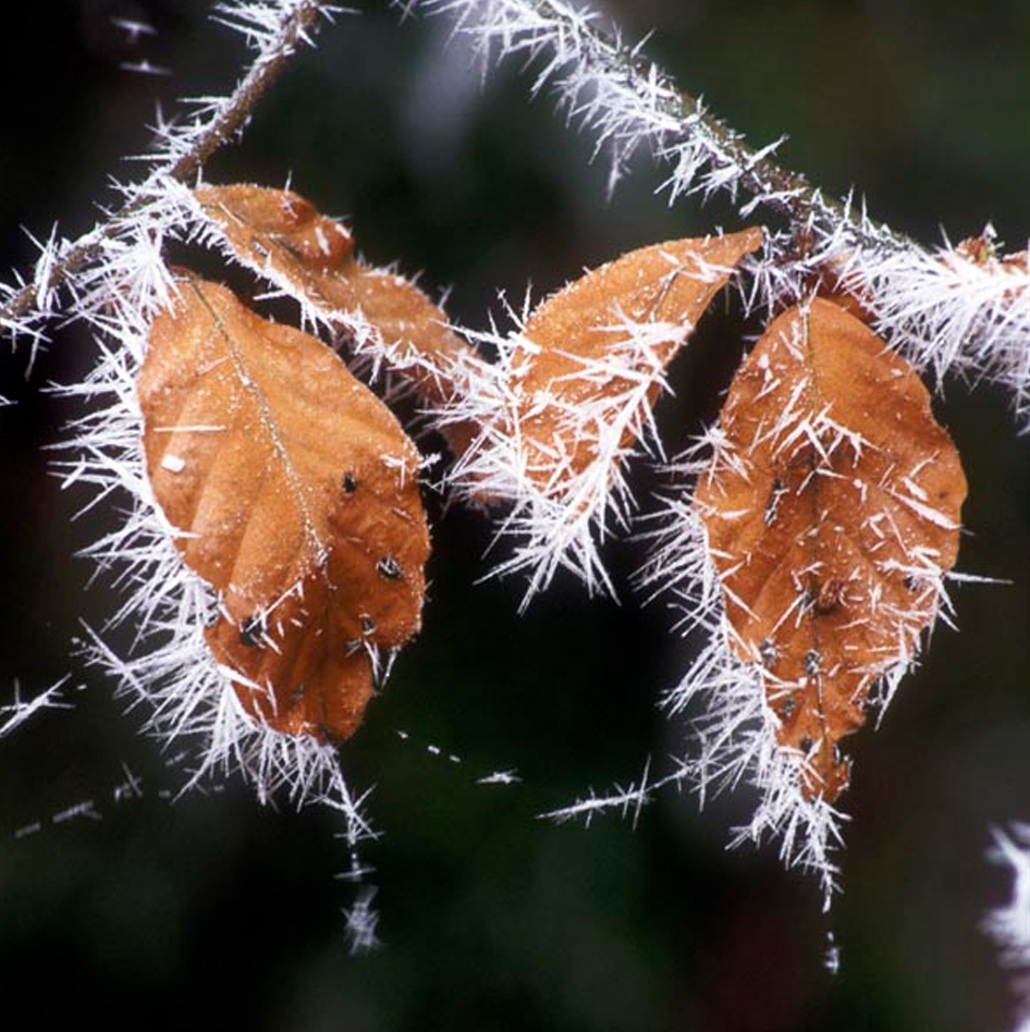 Hoar Frost on Beech Leaves Greeting Card