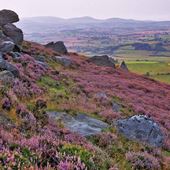 The Cheviots Greeting Card
