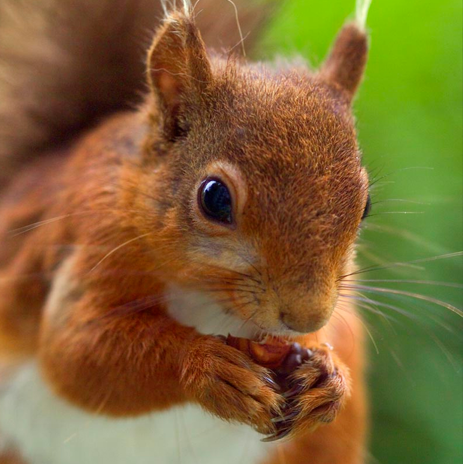 Red Squirrel Greeting Card