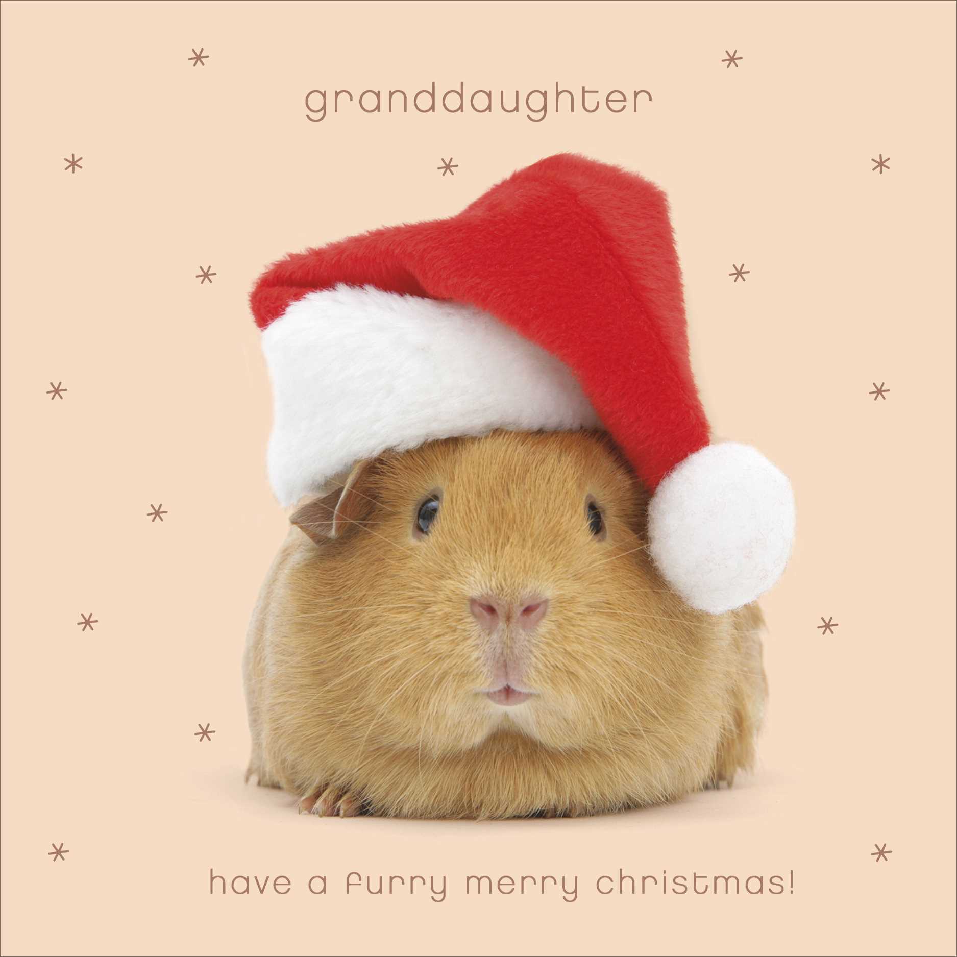 Guinea Pig Granddaughter Christmas Card