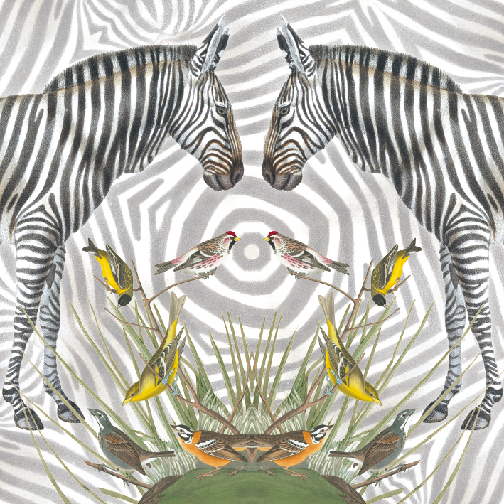 Zebra Greeting Card