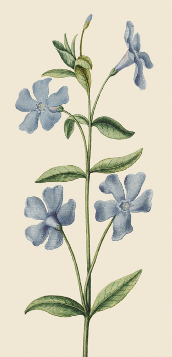 Periwinkle Greeting Card