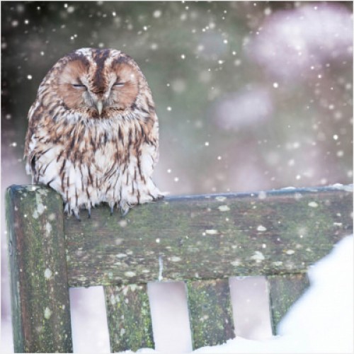 Cosy Owl Help for Heroes Christmas Pack (10)