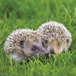 Cute Hedgehogs Greeting Card