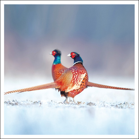 Pheasants in the Snow Christmas Card