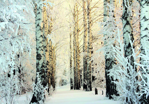 Frozen Birch Woods MS UK Christmas Pack (10)