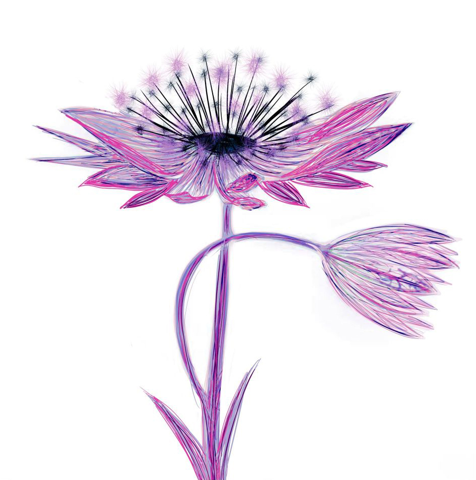Purple Astrantia Flower Greeting Card