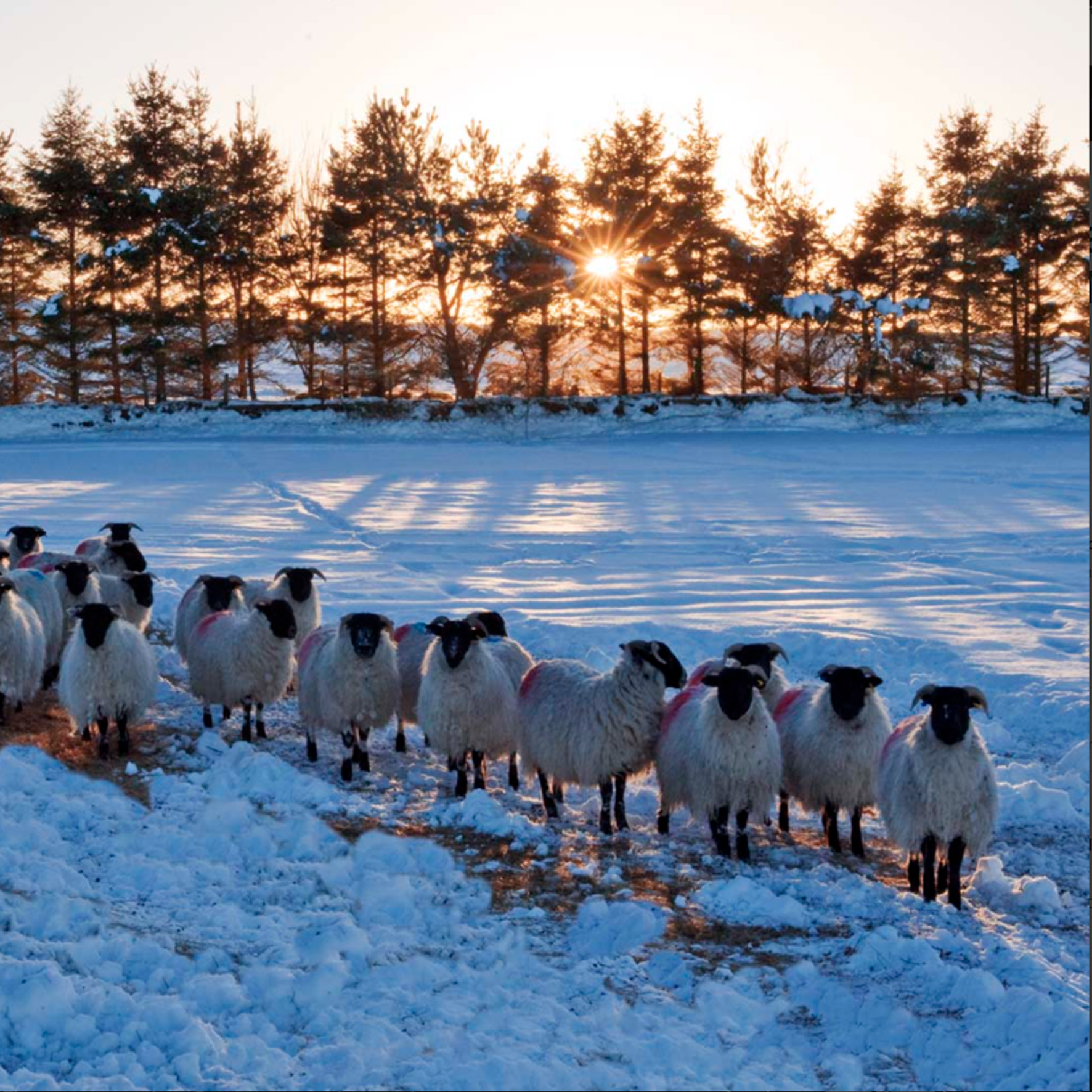 Sheep In Midwinter Christmas Card Pack (10)