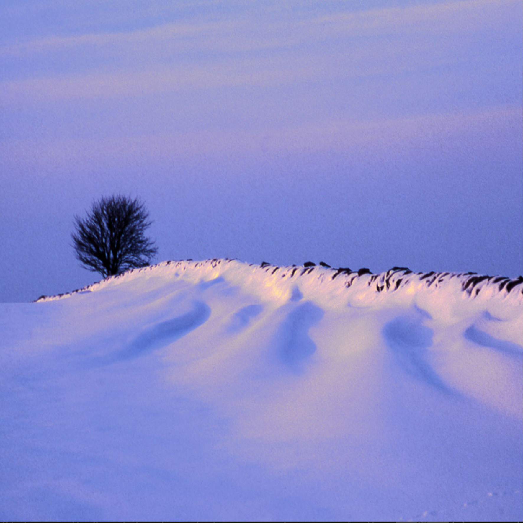 Deep Snowdrifts Christmas Card Pack (10)