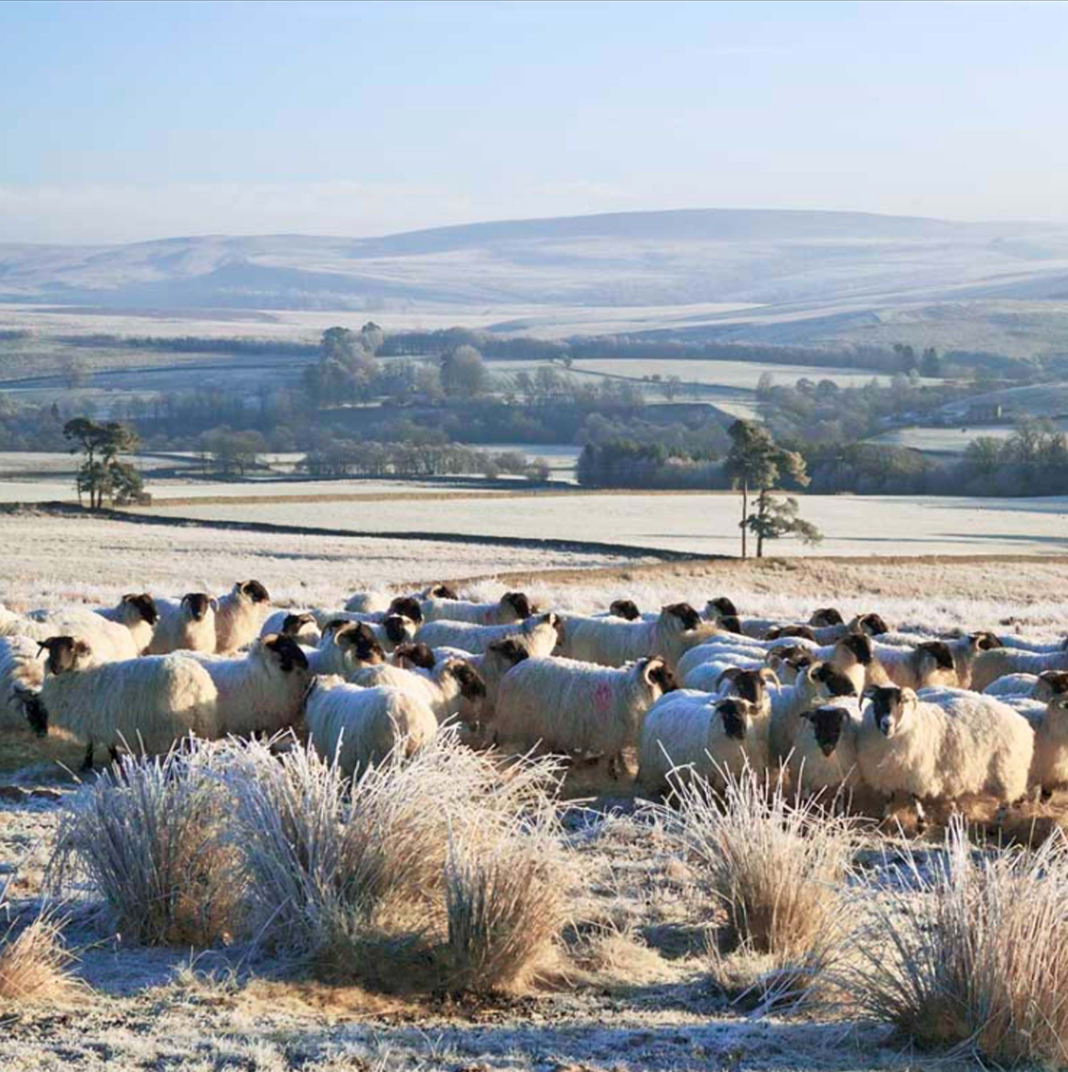 Sheep on a Frosty Morning Christmas Card Pack (10)