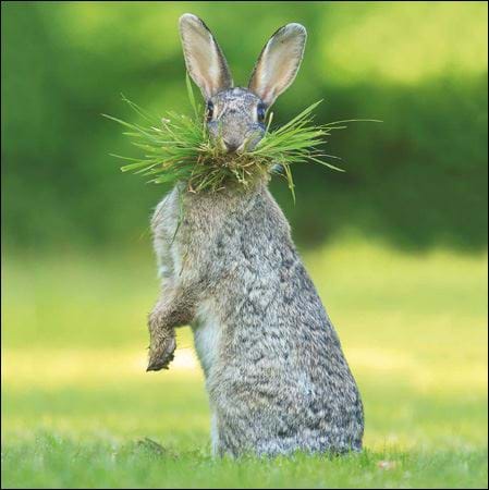 Gardeners Helper Greeting Card