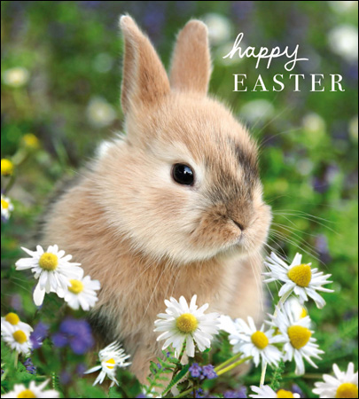 Sweet Bunny Easter Pack (5)