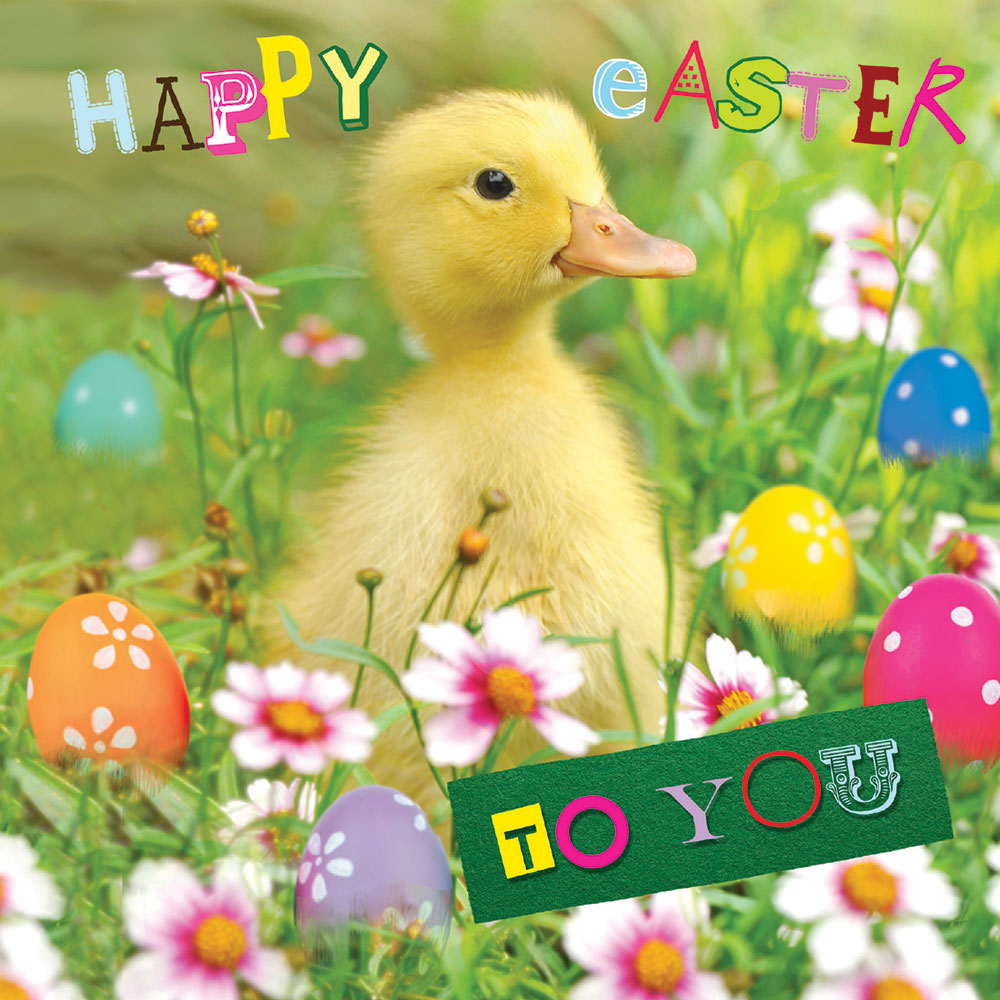 Duckling Easter Card Pack (5)