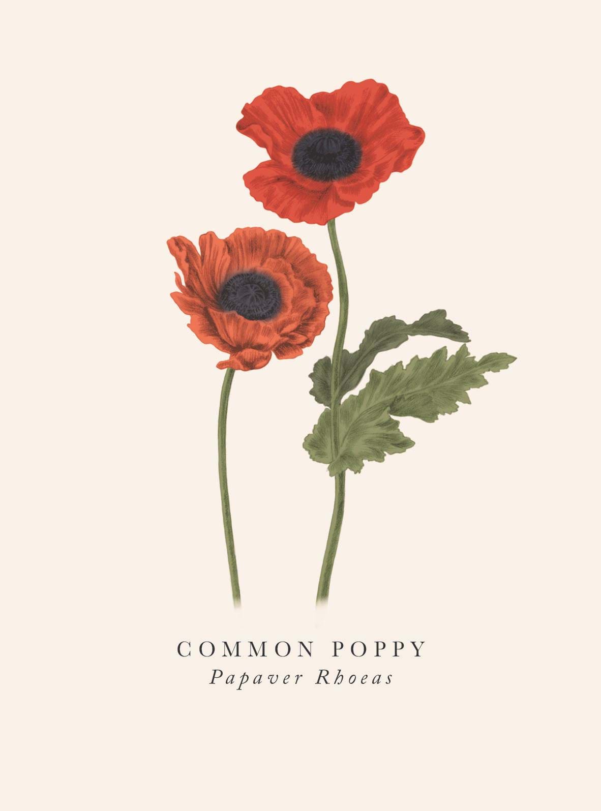 Common Poppy Greeting Card