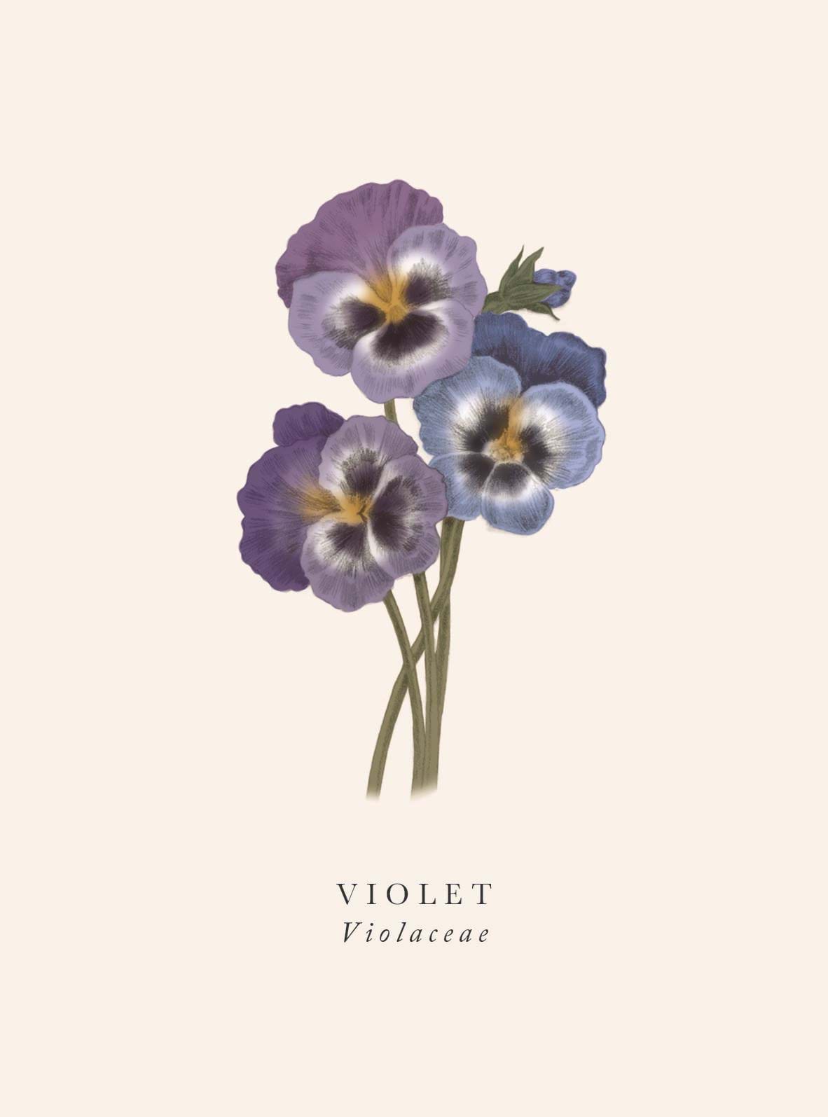 Violet Flower Greeting Card