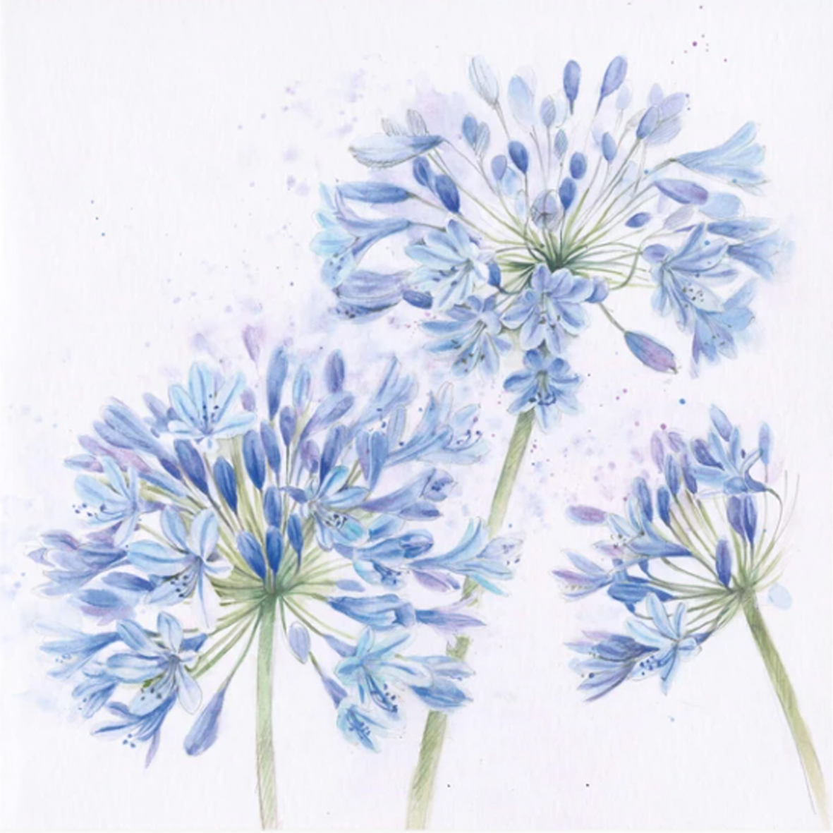 Agapanthus Greeting Card