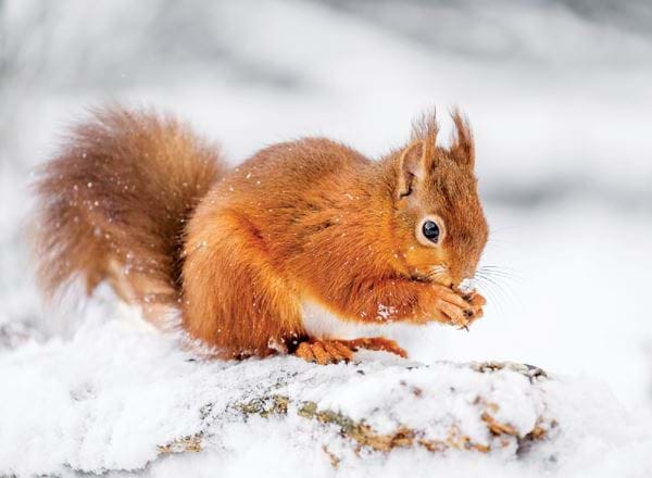 Searching for Food Personalised Christmas Card