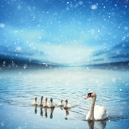 Swan Family Personalised Christmas Card