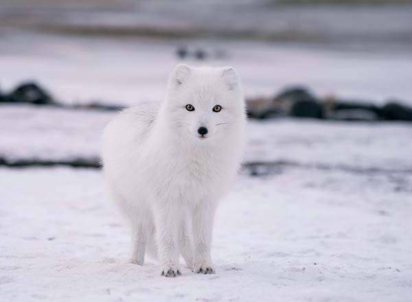 Arctic Fox Personalised Christmas Card
