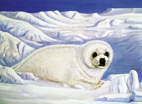 Seal Pup Personalised Christmas Card