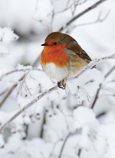 Robin Personalised Christmas Card