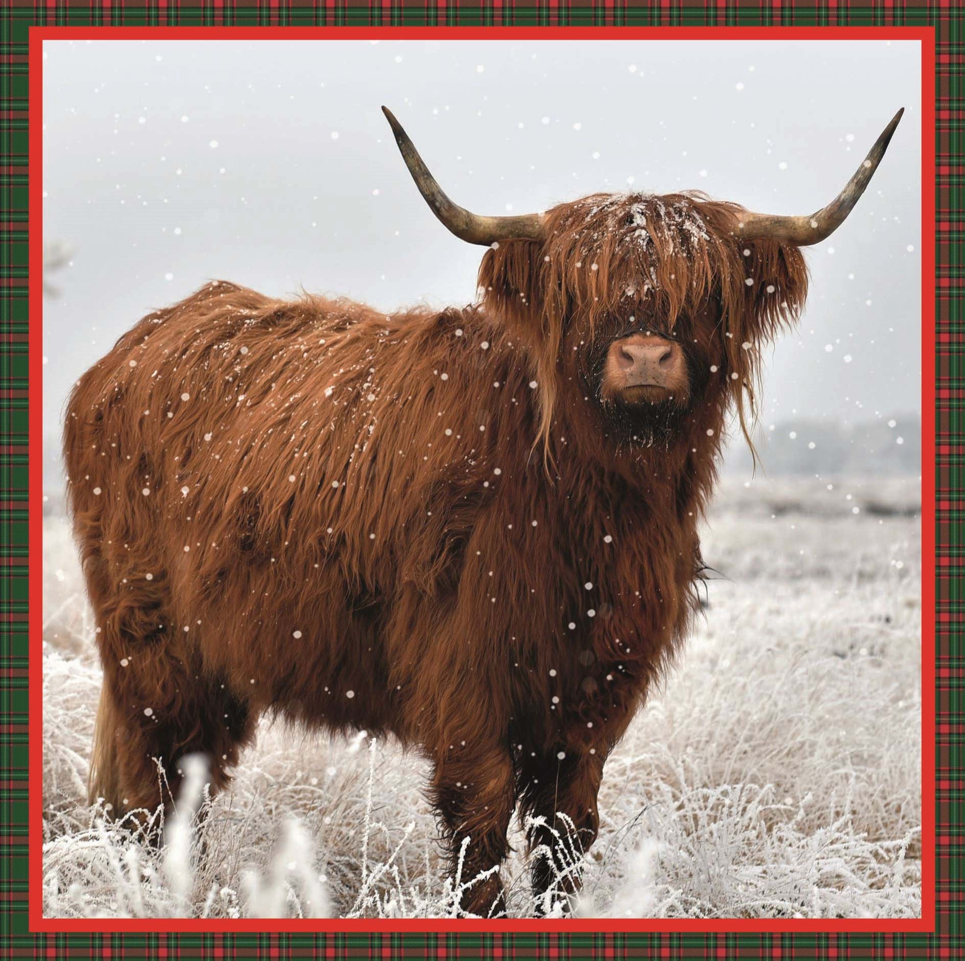 Highland Cow Personalised Christmas Card