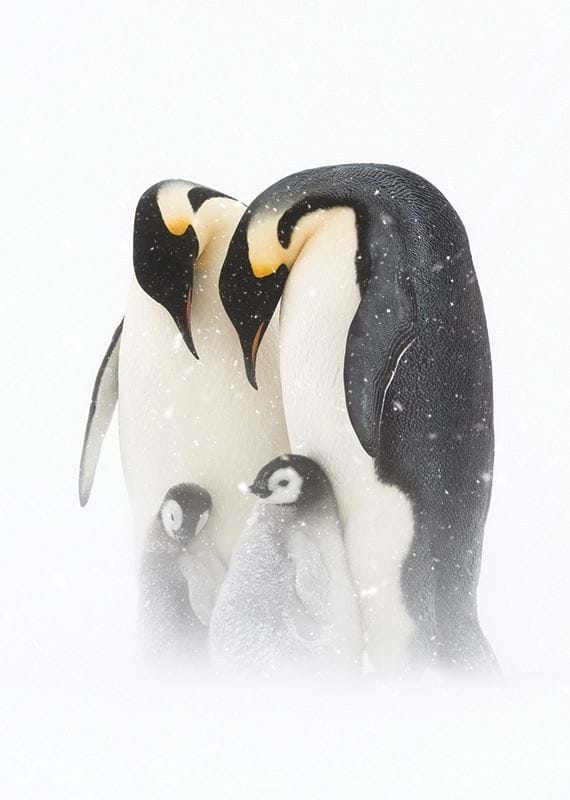 Emperor Penguins and Chicks Personalised Christmas Card
