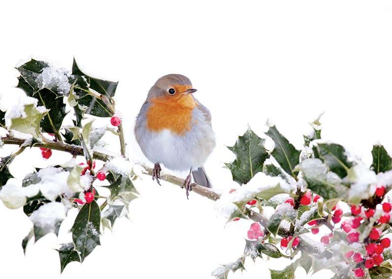 Festive Robin and Holly Personalised Christmas Card