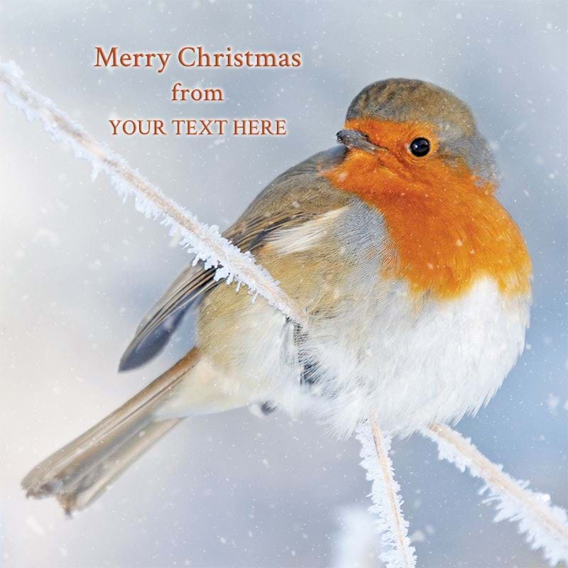 Festive Robin - Front Personalised Christmas Card