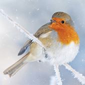Festive Robin - Personalised Christmas Card
