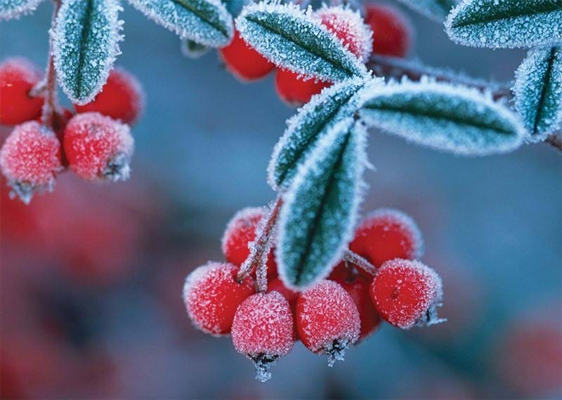 Frosted Berries Personalised Christmas Card
