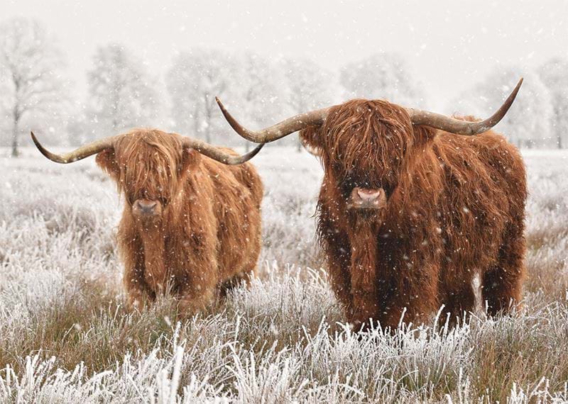 Highland Cow Duo Personalised Christmas Card
