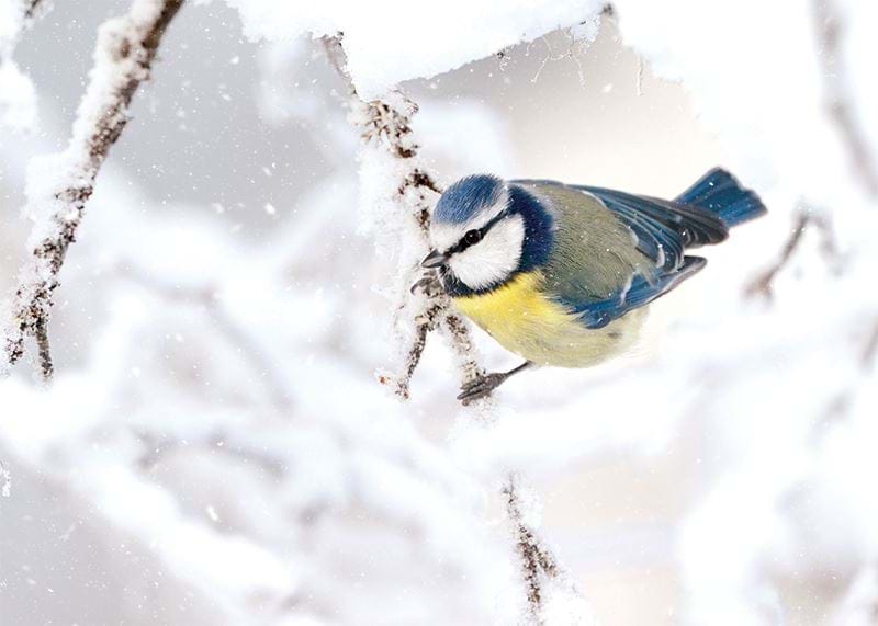 Icy Blue Tit Personalised Christmas Card