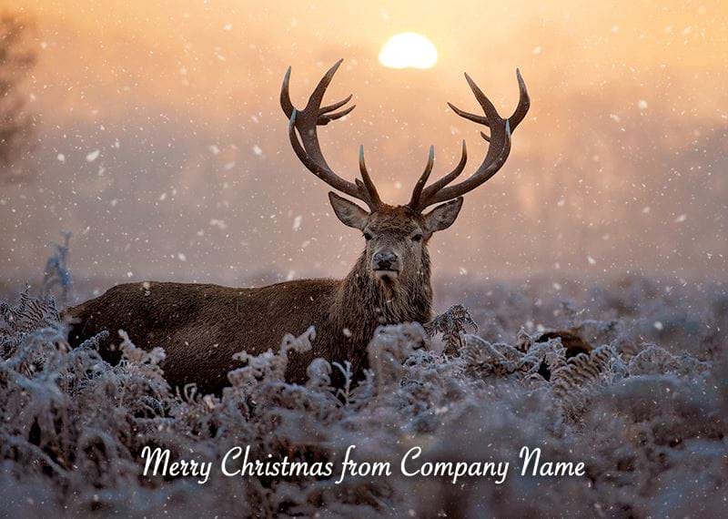 Majestic Stag - Front Personalised Christmas Card