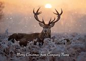 Majestic Stag - Front Personalised Christmas Card