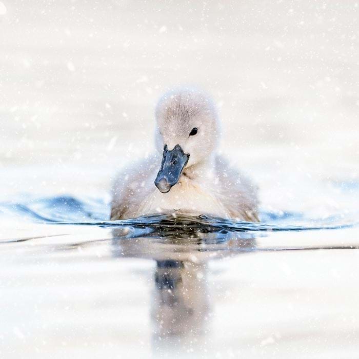 Mute Cygnet Personalised Christmas Card