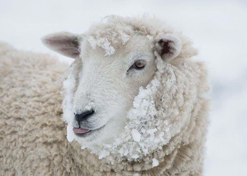 Sheep in the Snow Personalised Christmas Card