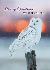 Snowy Owl - Front Personalised Christmas Card