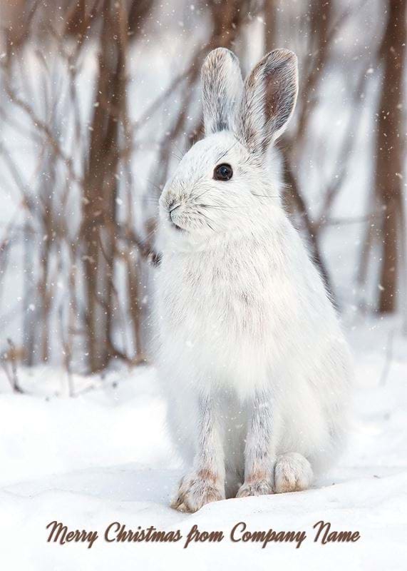 White Snowshoe Hare - Front Personalised Christmas Card
