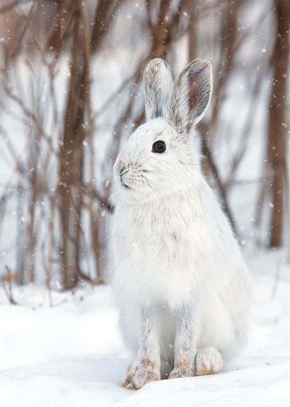 White Snowshoe Hare Personalised Christmas Card