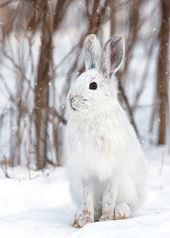 White Snowshoe Hare - Personalised Christmas Card