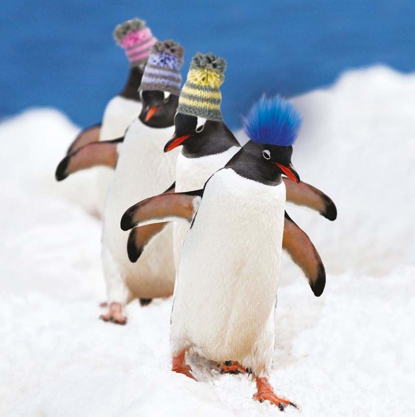 Fluffy Penguin Christmas Card